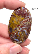 Load image into Gallery viewer, Petrified Palm Tree Cabochons
