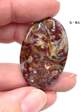 Load image into Gallery viewer, Petrified Palm Tree Cabochons
